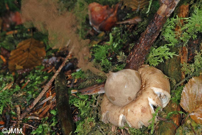 Geastrum sessile = Geastrum fimbriatum