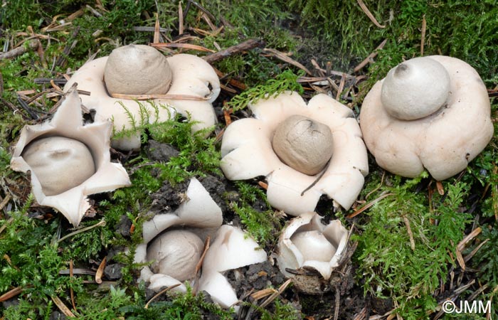 Geastrum sessile = Geastrum fimbriatum