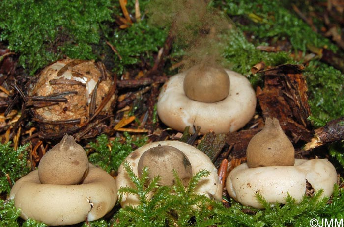 Geastrum sessile = Geastrum fimbriatum