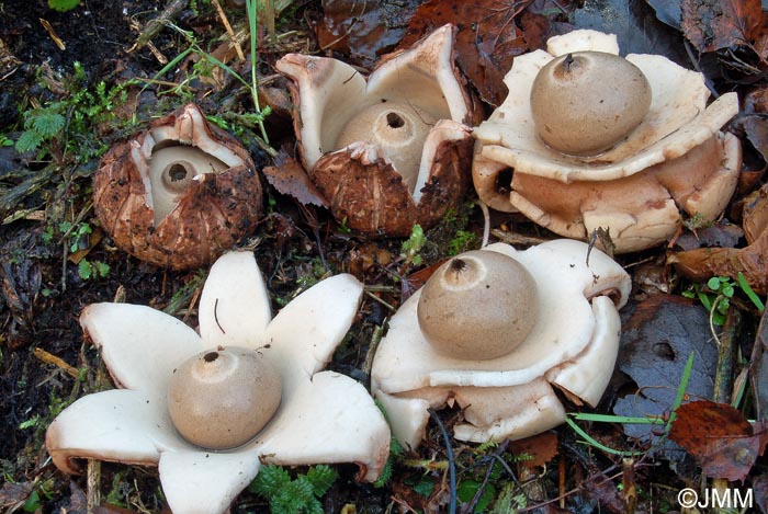 Geastrum triplex