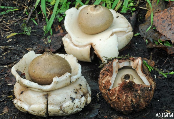 Geastrum triplex