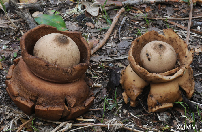 Geastrum triplex