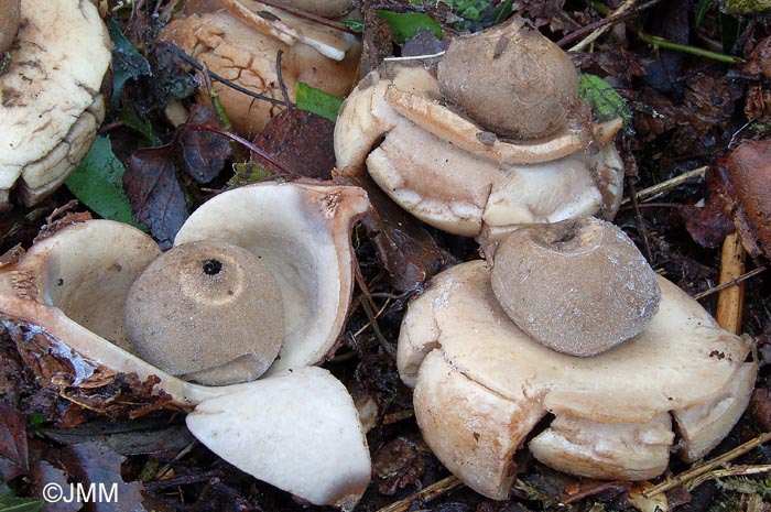 Geastrum triplex