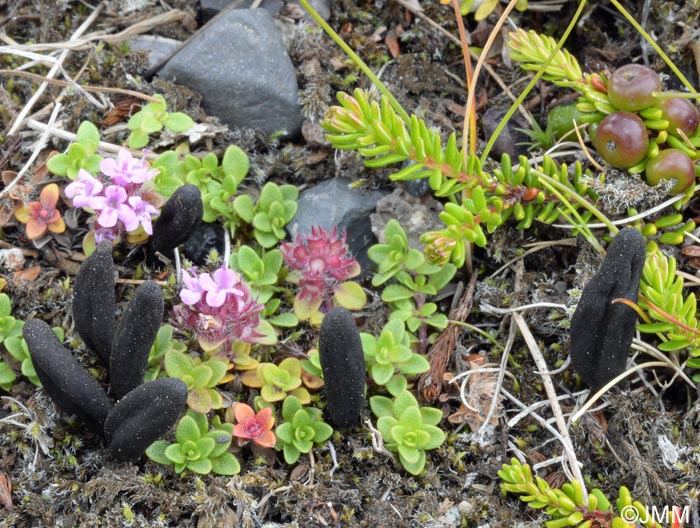 Geoglossum alpinum,Thymus praecox subsp. arcticus & Empetrum nigrum