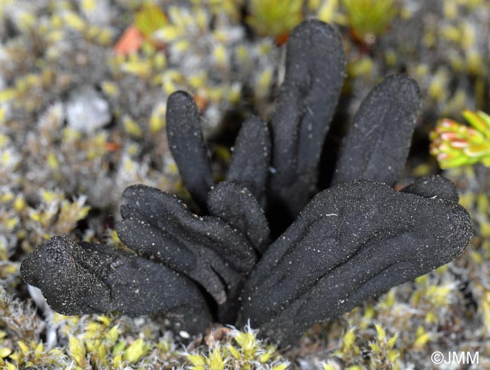 Geoglossum alpinum