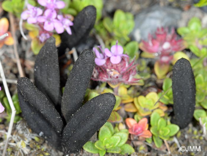 Geoglossum alpinum