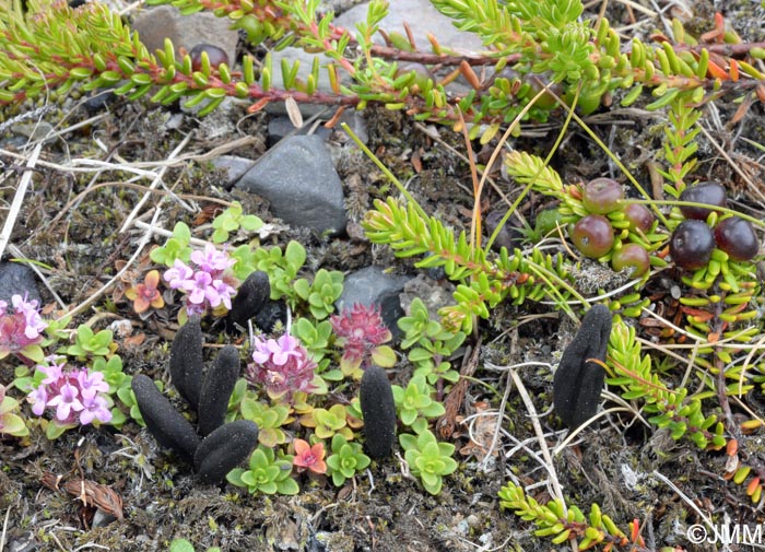 Geoglossum alpinum,Thymus praecox subsp. arcticus & Empetrum nigrum