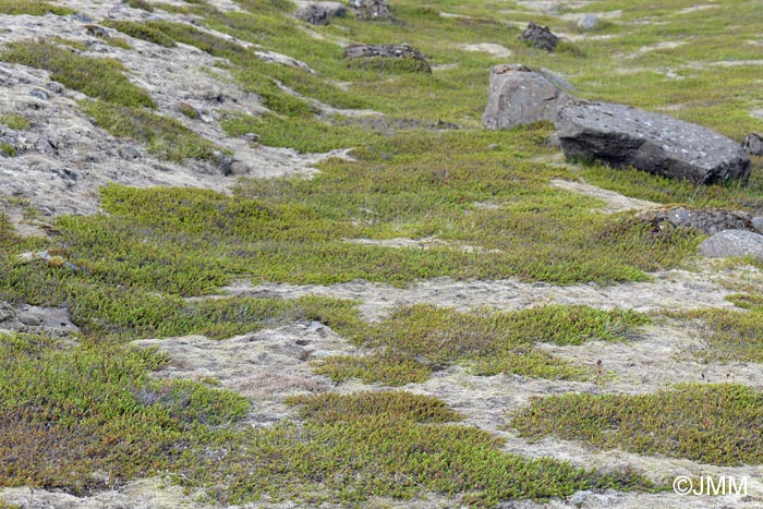 Biotope  Geoglossum alpinum