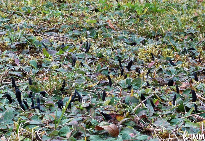 Geoglossum barlae & Pilosella officinarum