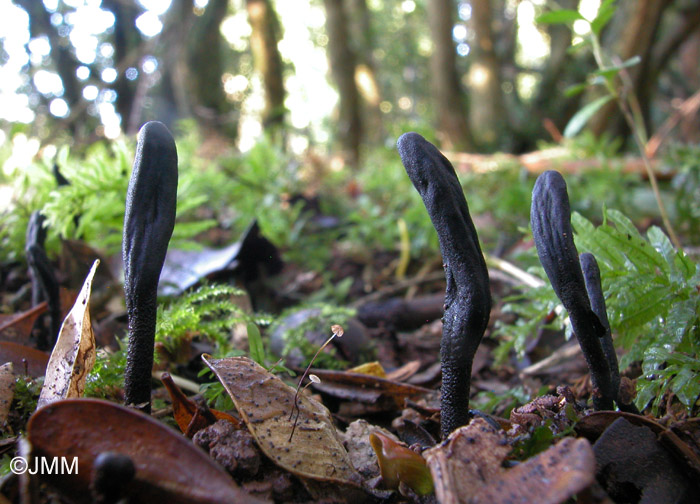 Geoglossum barlae