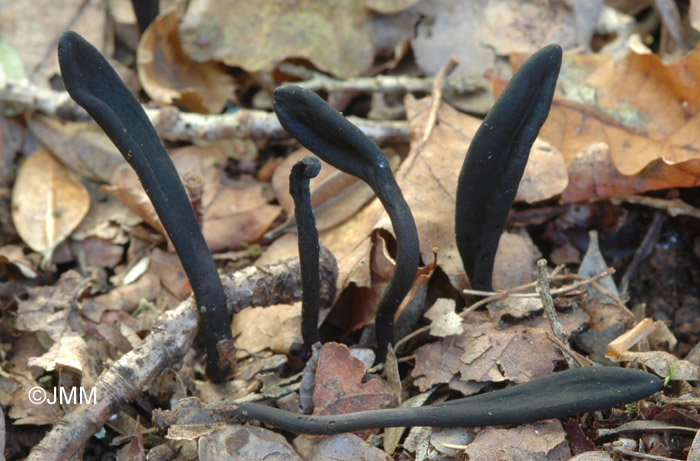 Geoglossum barlae