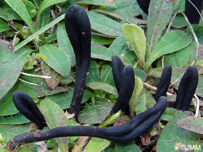 Geoglossum barlae & Pilosella officinarum