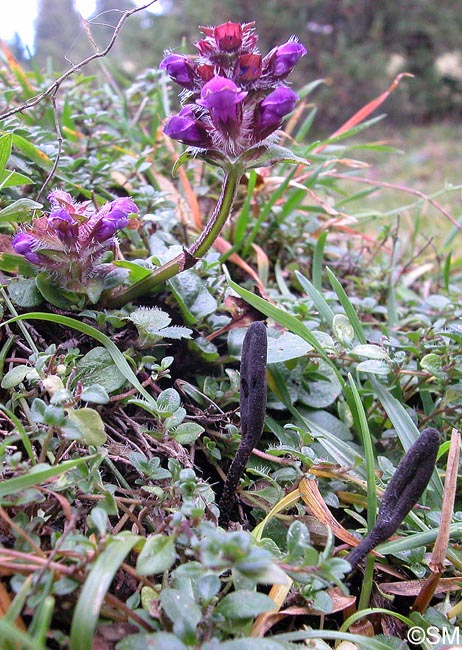 Prunella vulgaris & Geoglossum barlae