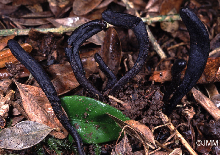 Geoglossum barlae