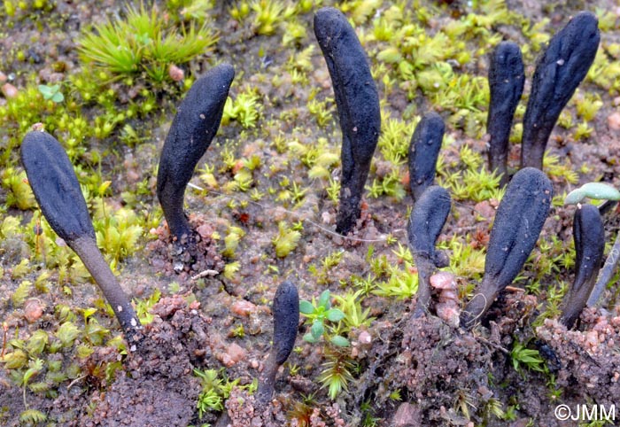 Geoglossum brunneipes