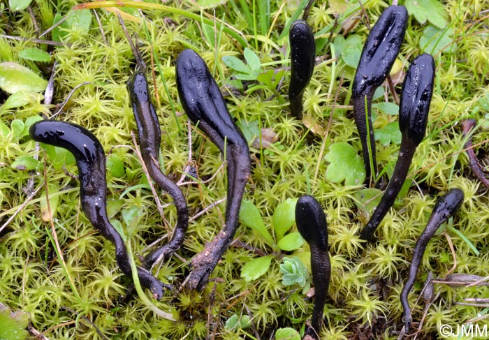 Geoglossum brunneipes