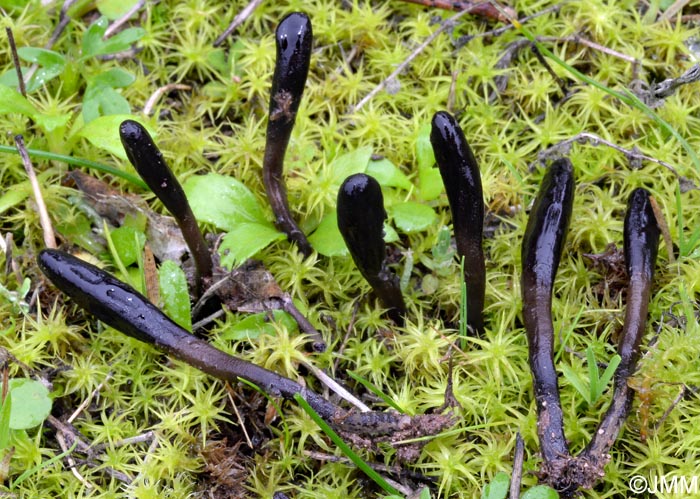 Geoglossum brunneipes