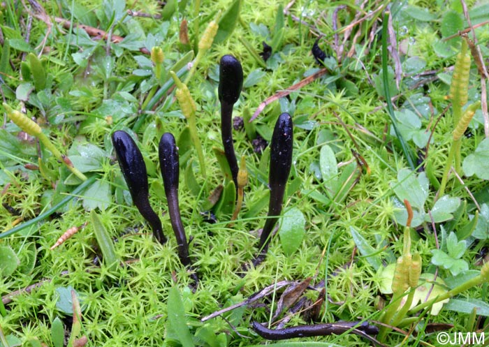 Geoglossum brunneipes & Ophioglossum lusitanicum