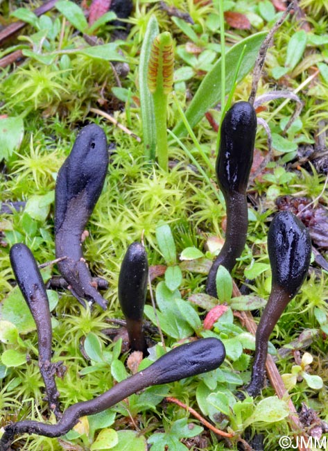 Geoglossum brunneipes & Ophioglossum lusitanicum