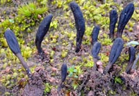 Geoglossum brunneipes