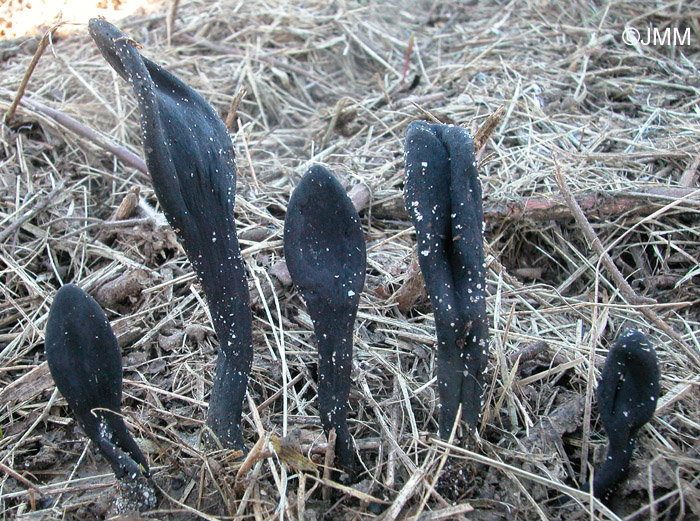 Geoglossum cookeanum