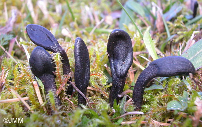 Geoglossum cookeanum