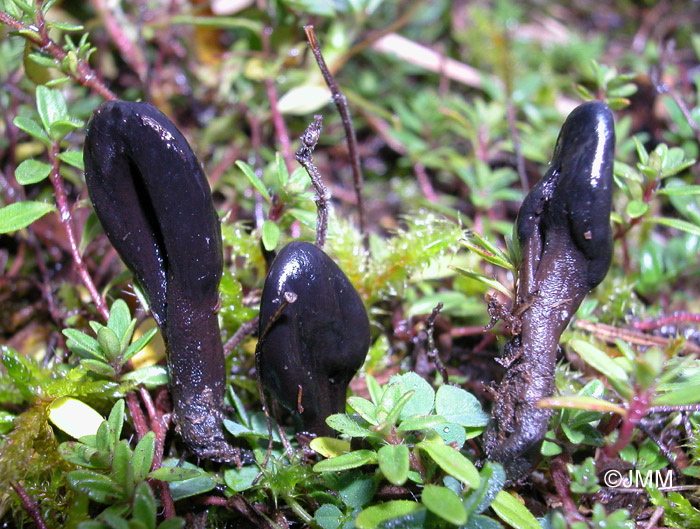 Geoglossum cookeanum