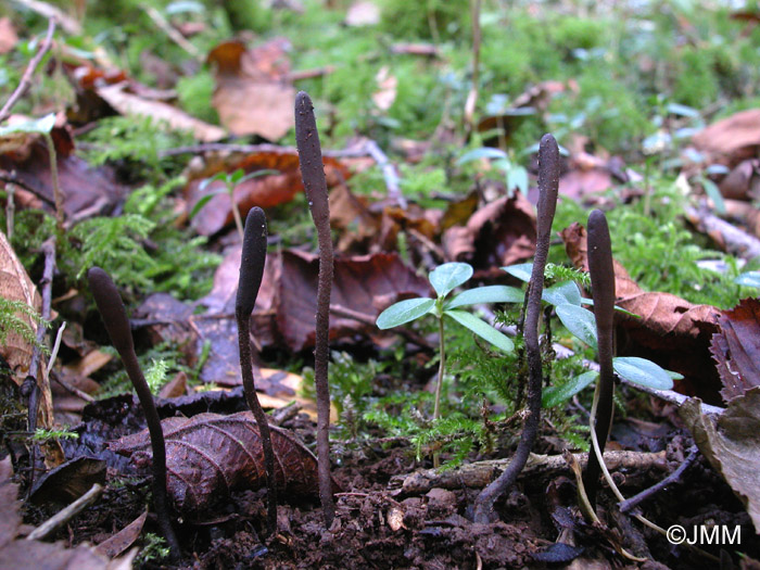 Geoglossum fallax 