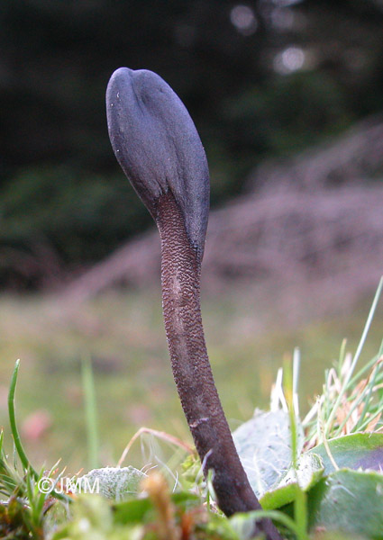 Geoglossum fallax