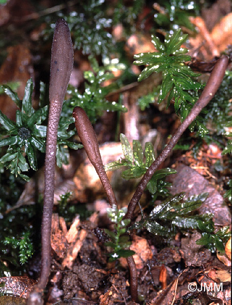 Geoglossum fallax 