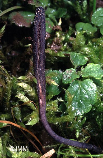 Geoglossum peckianum