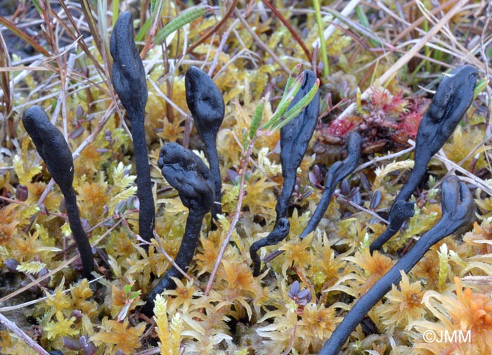 Geoglossum sphagnophilum