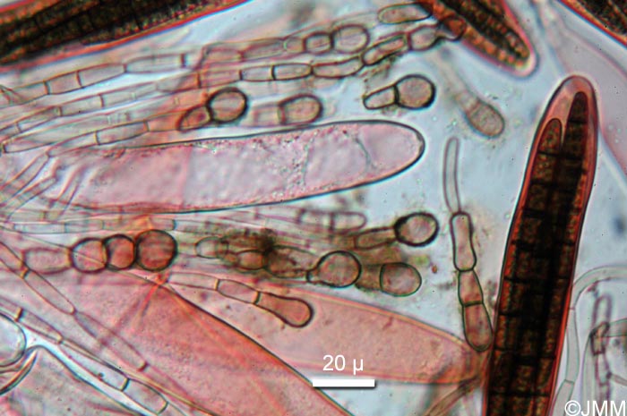 Geoglossum sphagnophilum = Geoglossum glabrum