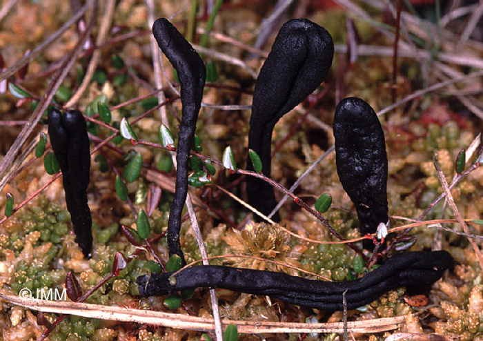 Geoglossum sphagnophilum