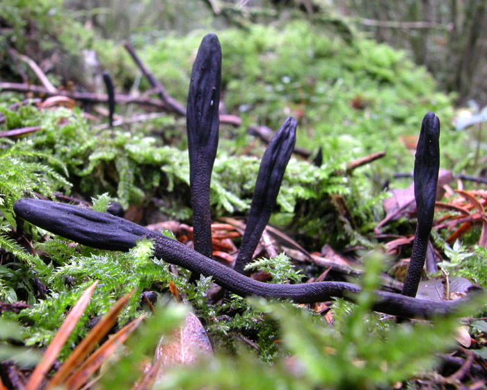 Geoglossum umbratile = Geoglossum nigritum