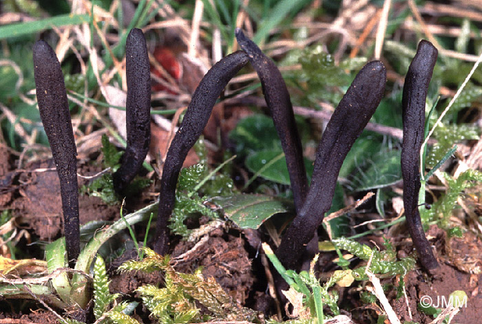 Geoglossum umbratile = Geoglossum nigritum