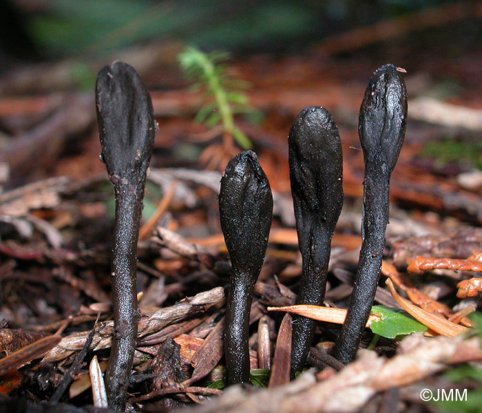 Geoglossum umbratile = Geoglossum nigritum