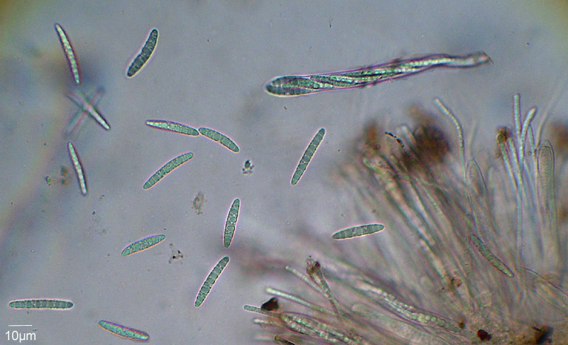 Microglossum atropurpureum : Asques, Spores et paraphyses