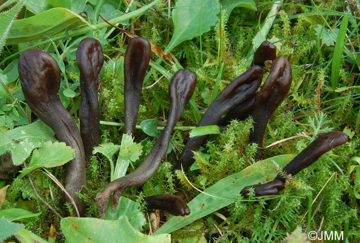 Microglossum atropurpureum