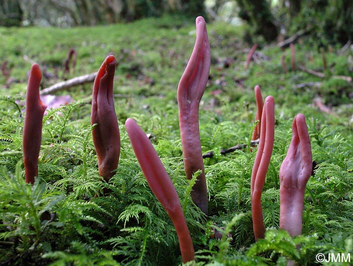 Microglossum fuscorubens