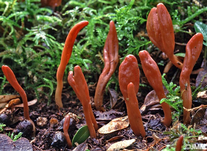 Microglossum fuscorubens