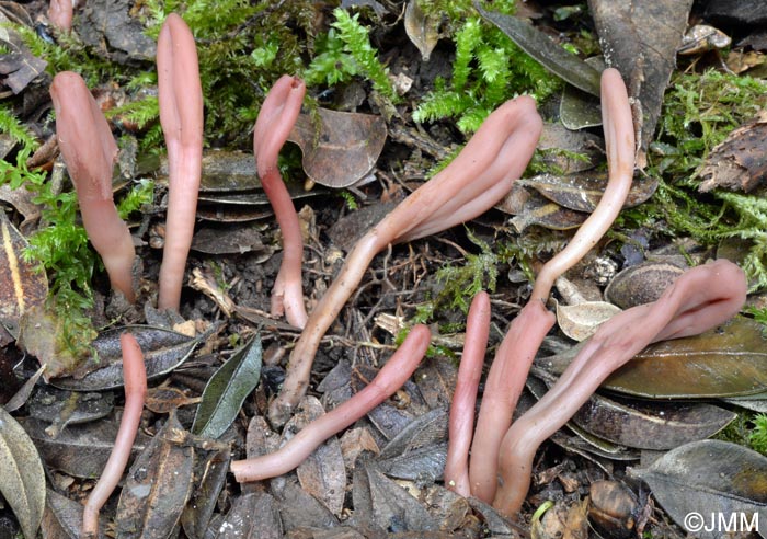 Microglossum fuscorubens