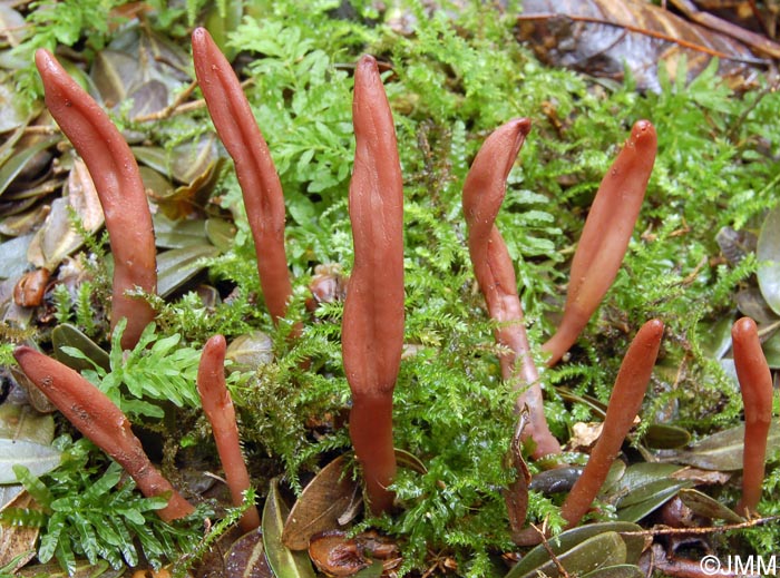 Microglossum fuscorubens