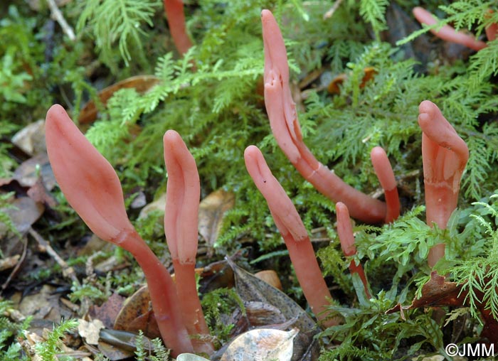 Microglossum fuscorubens