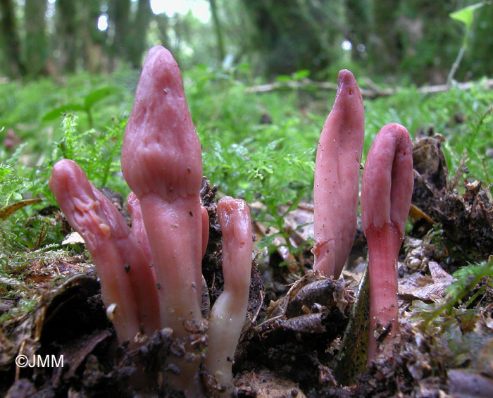 Microglossum fuscorubens