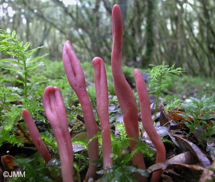 Microglossum fuscorubens