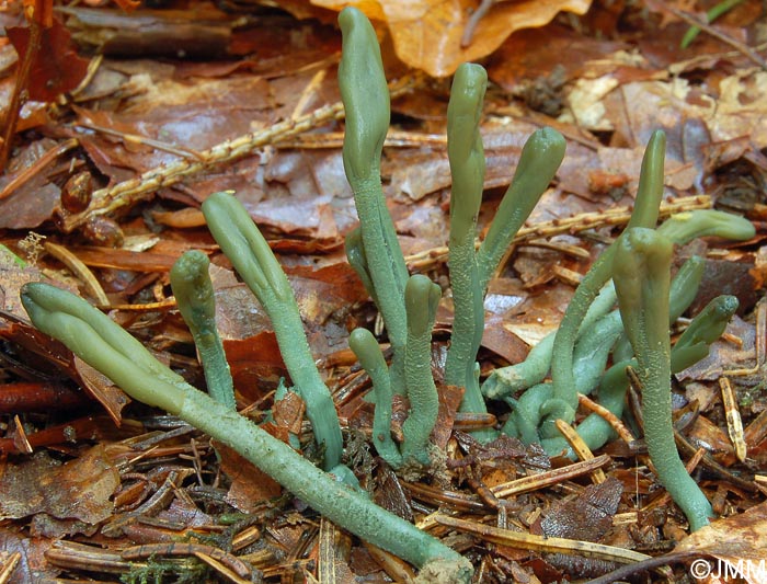 Microglossum griseoviride