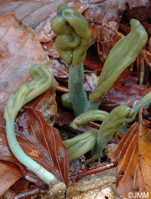 Microglossum griseoviride