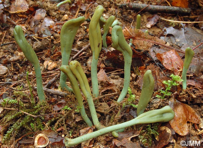 Microglossum griseoviride