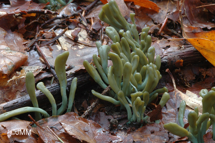 Microglossum griseoviride